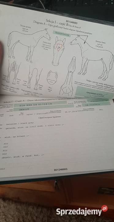 Ogier SP Nowe Gajęcice