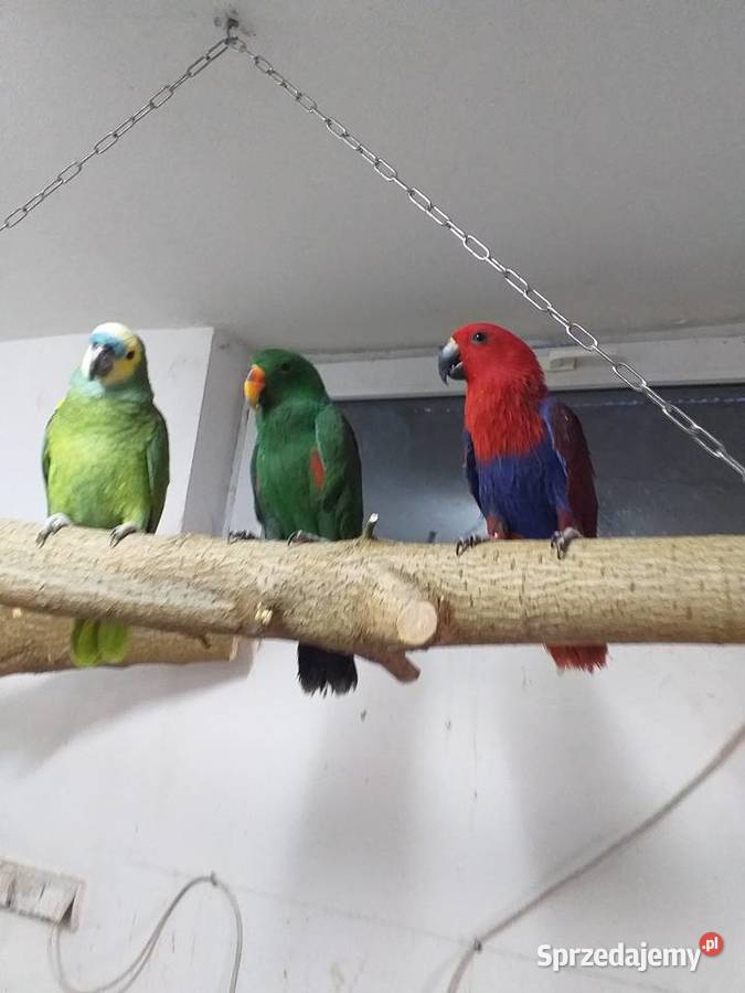 Lora Wielka samica Nowy Dwór Mazowiecki