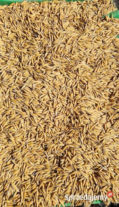 Owies certyfikat ekologiczny