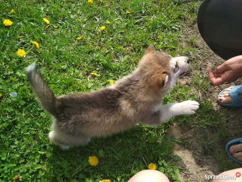 Sprzedam szczeniaki rasy alaskan malamute podlaskie