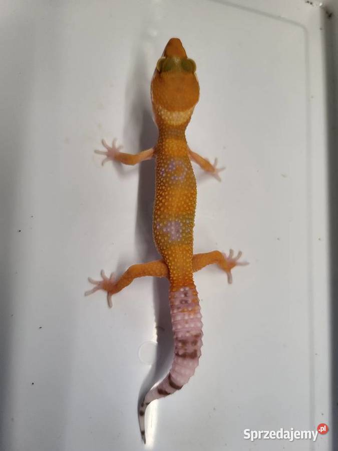 Gekon Lamparci różne Sklep Zoologiczny Katowice