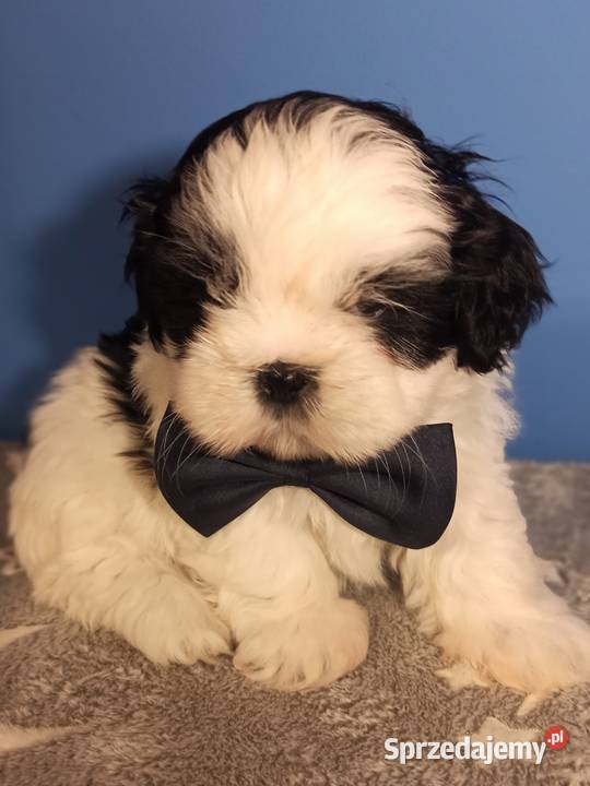 Shih Tzu piesek 4pokoleniowy rodowód ZHPR UCI śląskie
