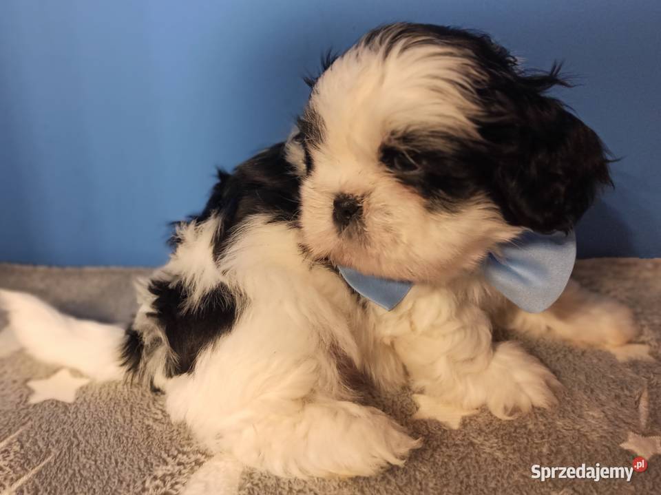 Shih Tzu piesek 4pokoleniowy rodowód ZHPR UCI Zawiercie