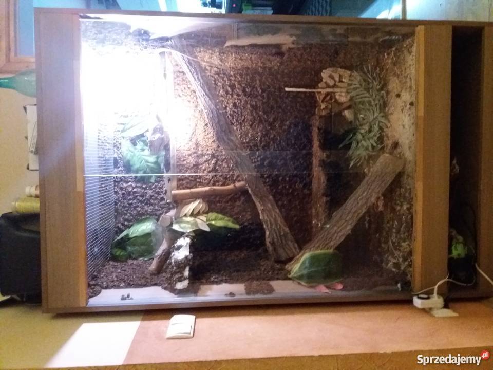 Legwan Iguana z terrarium bez Radłów