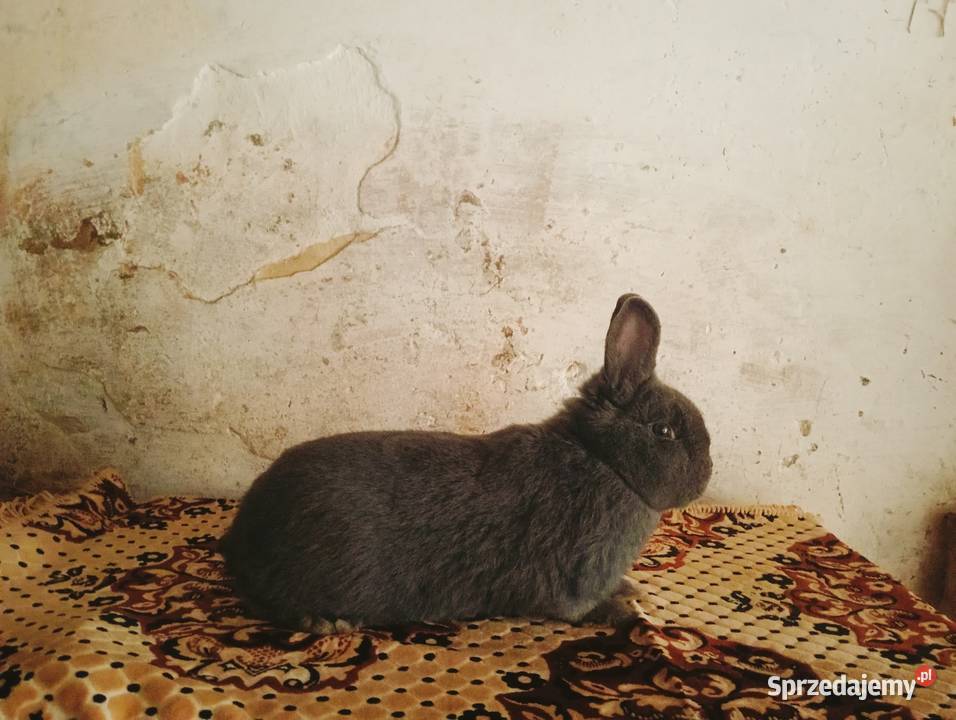 Samiec Wiedeński Niebieski Obarzym