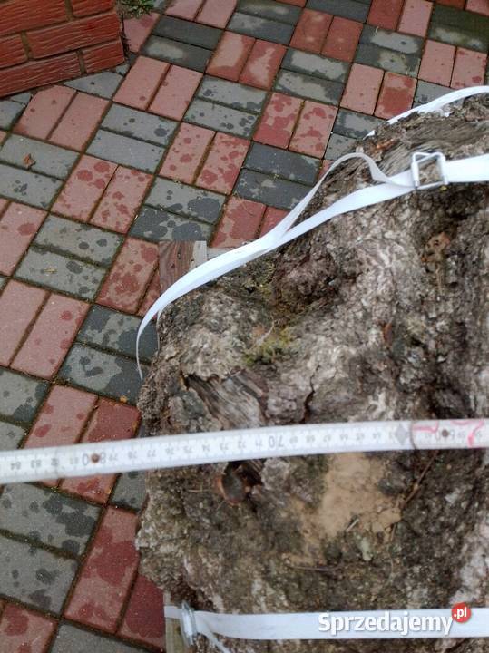 Brzoza czeczot rozmiar XXXXL Dom i Ogród wielkopolskie Nowy Tomyśl