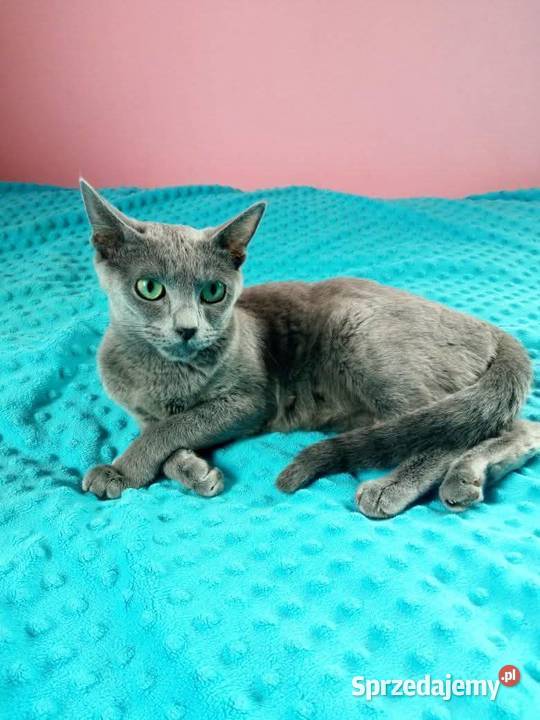 Kotka rosyjska niebieska do płatnej adopcji Węgrów