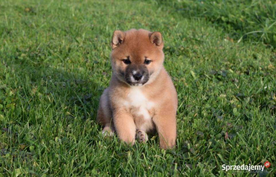 Shiba inu Szeniaki Strzelce Opolskie