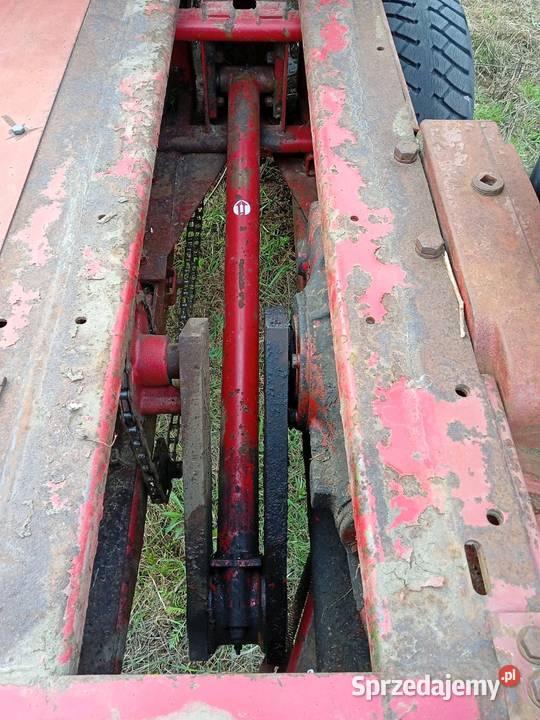 Sprzedam prase kostke Skronina sprzedam