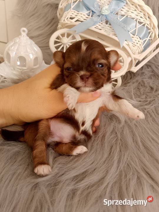Czekoladowy piesek rasy ShihTzu Kluczbork sprzedam