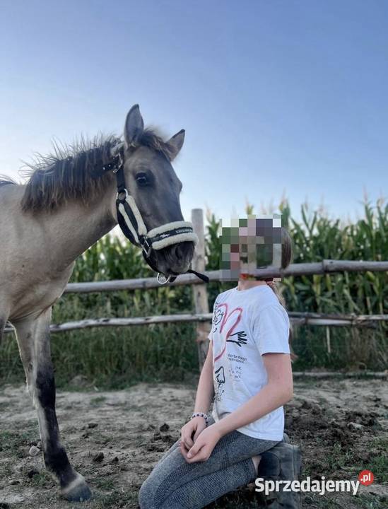 Na sprzedaż 3 KONIKI POLSKIE Chodecz