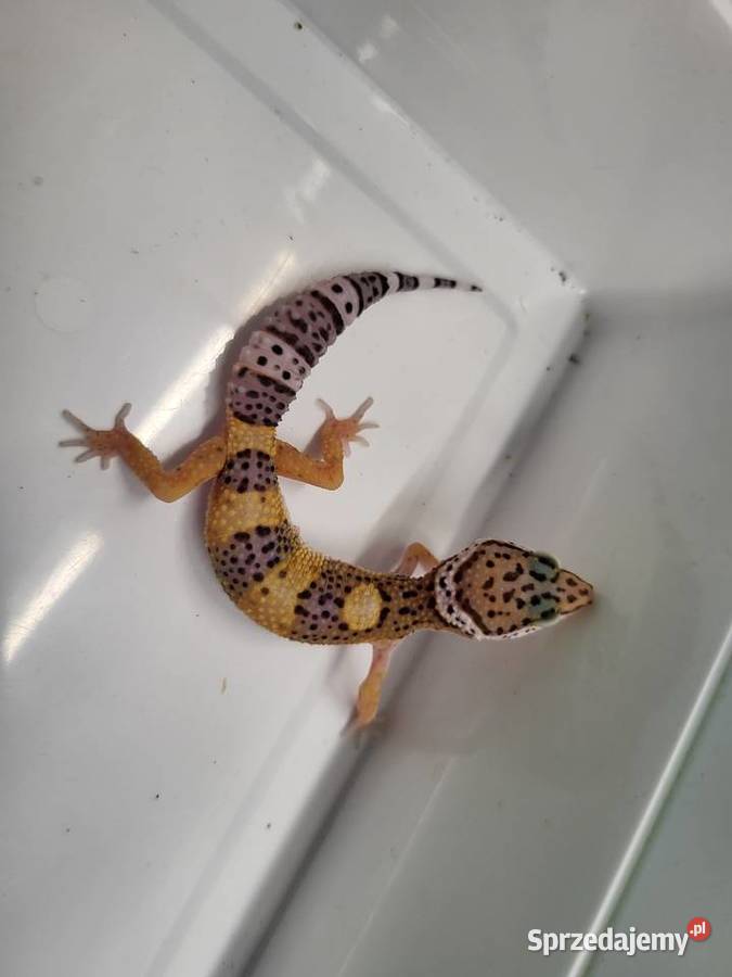 Gekon Lamparci różne Sklep Zoologiczny śląskie Katowice sprzedam