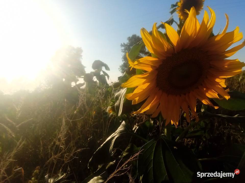 Słonecznik kwiat mazowieckie Jasionka sprzedam