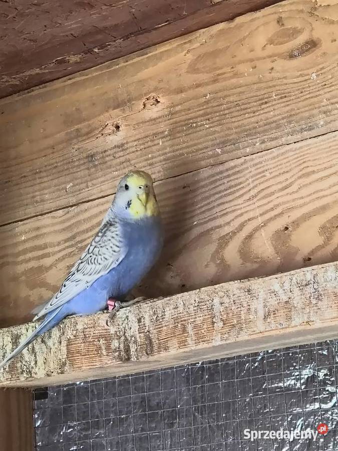 Młode faliste i Nimfy 2025 Myślenice