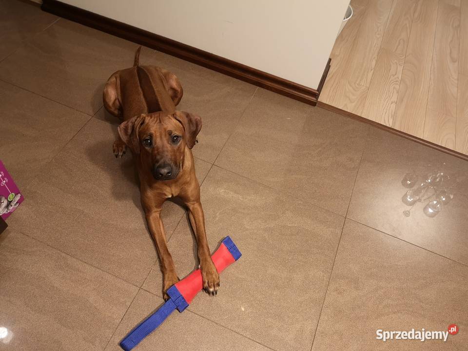 Rhodesian Ridgeback szczenięta Młochów sprzedam