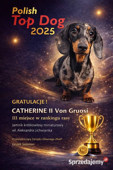 Jamnik krótkowłosy miniaturowy zachodniopomorskie Szczecin sprzedam