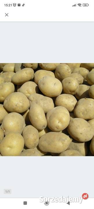 Ziemniaki Denar i Soraya Błażowa