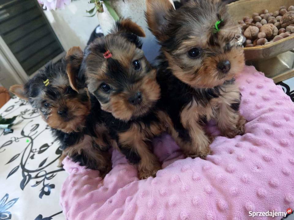 York szczenięta z rodowodem