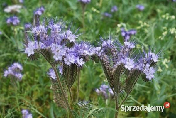 Facelia błękitna nasiona 8 zbiór 2024 Szczyty