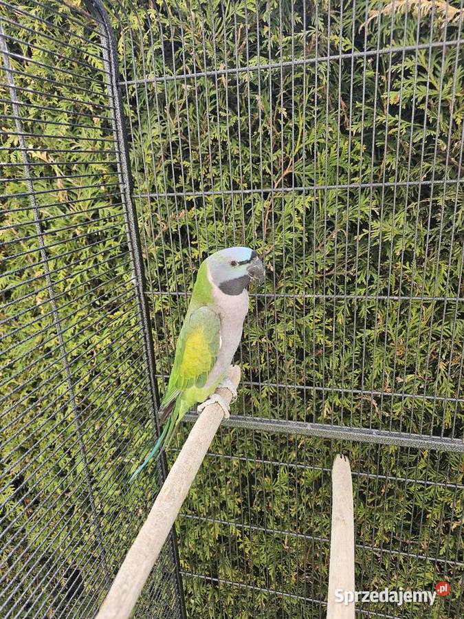 Sprzedam Aleksandreta Chińska śląskie Goleszów