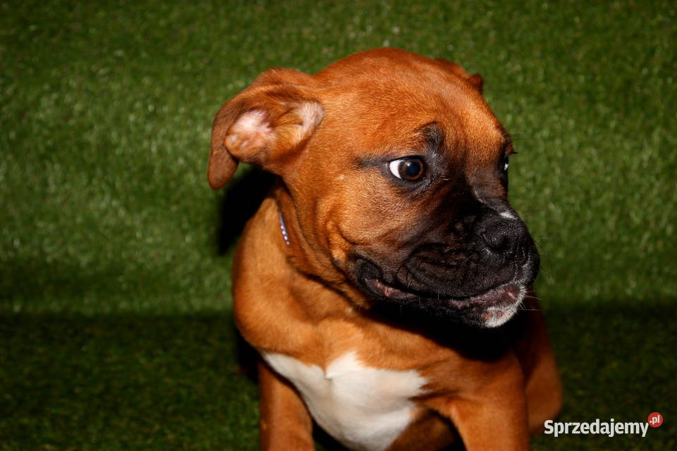 Piesek DANY Bokser z hodowli Family Bokser Łęczna