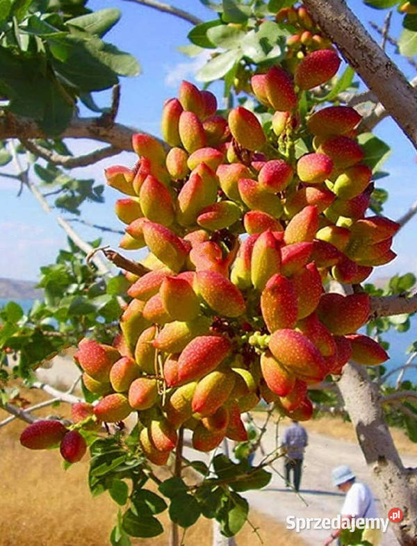 PISTACJA WŁAŚCIWA Pistacia vera Lubanie