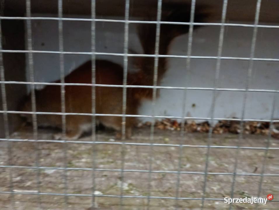 Sprzedam wiewiórka