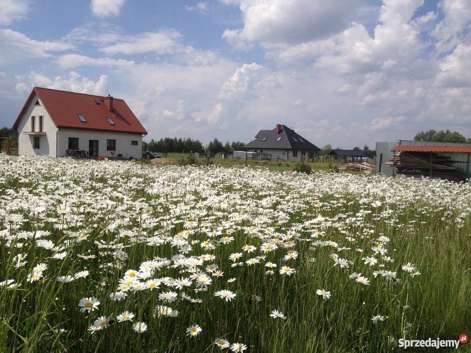 Działka Waszulki wydane warunki zabudowy Nidzica żywopłot warmińsko-mazurskie Dywity sprzedam