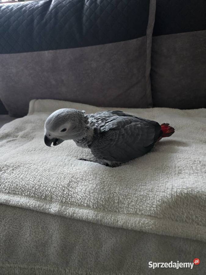 Żako kongijskie ręcznie karmione Zwierzęta kujawsko-pomorskie Pturek