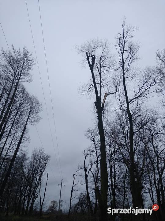 Wycinka drzew metodą alpinistyczną Kielce