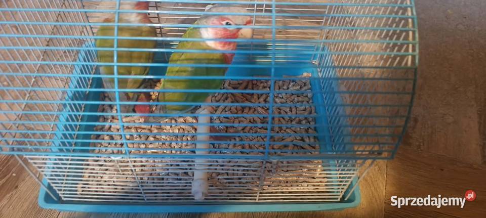 Papugi Rudosterki red face pineple Tychy