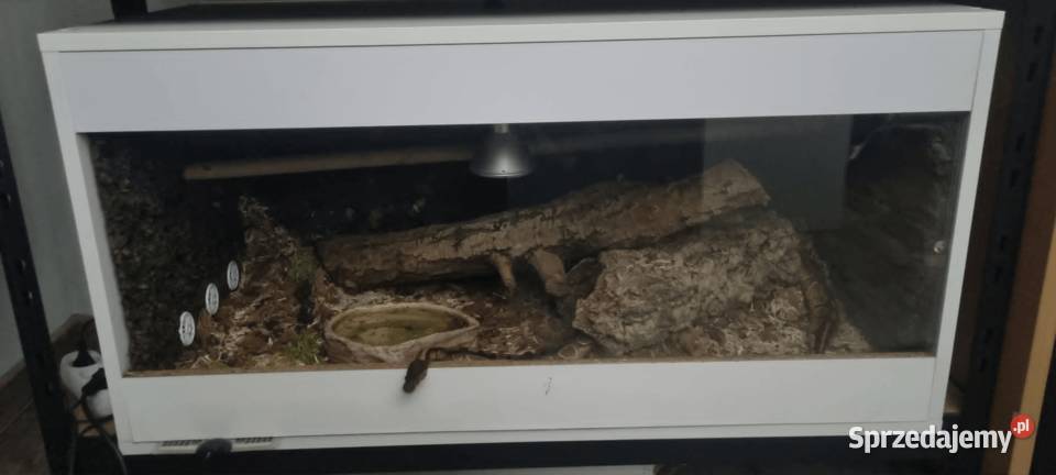 Pyton królewski regius z terrarium łódzkie Łódź