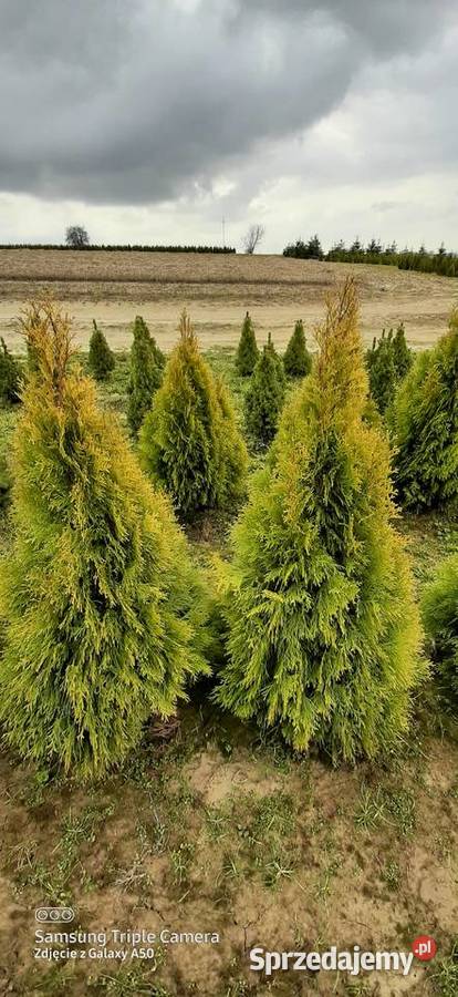 Tuja szmaragd 120 130 2023 12