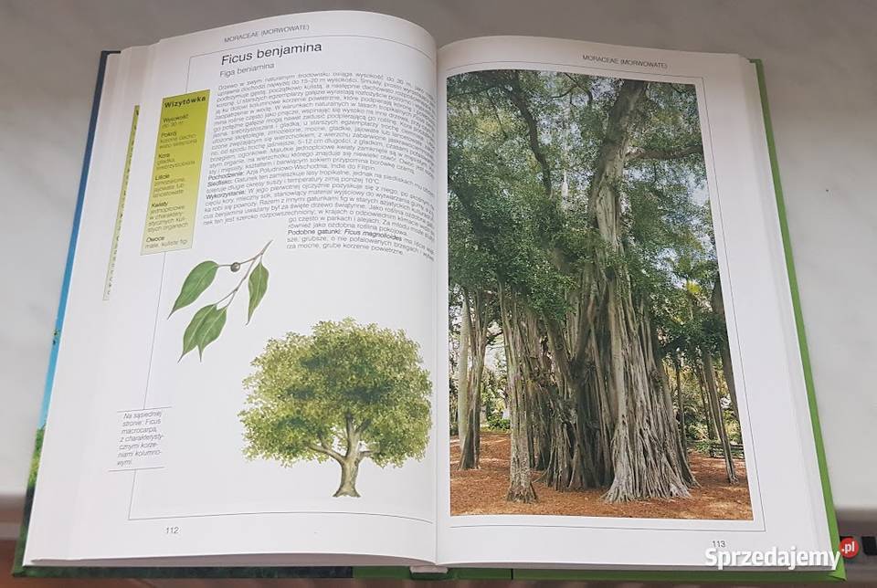 Drzewa podręczny leksykon przyrodniczy przyroda, krajobrazy lubuskie Zielona Góra