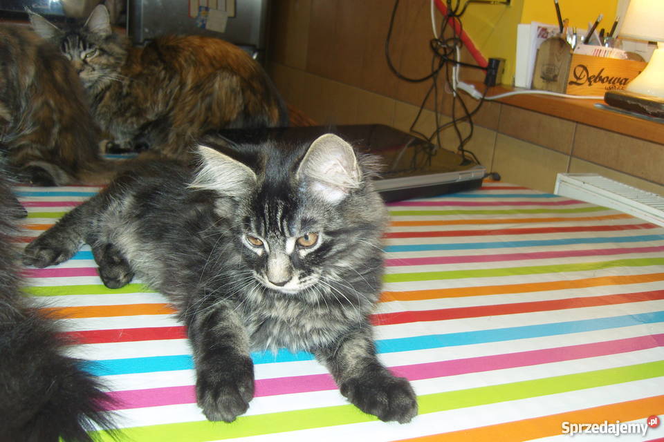 Pręgowany kocurek Maine Coon Aleksandrów Łódzki sprzedam