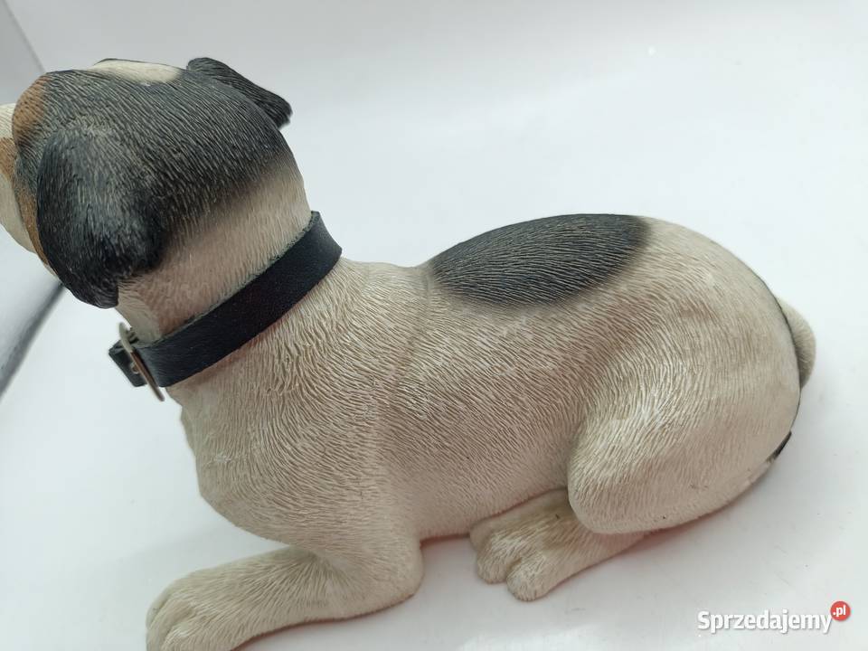 Pies Leonardo Jack Russell terrier Zamość