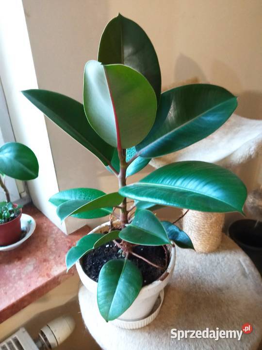 A może żyworódkę Zielone Białystok