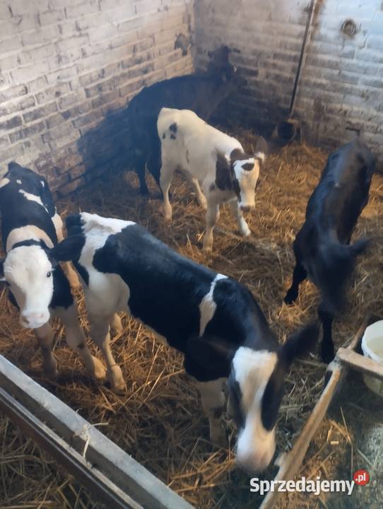 Sprzedam cielaki Parczew sprzedam