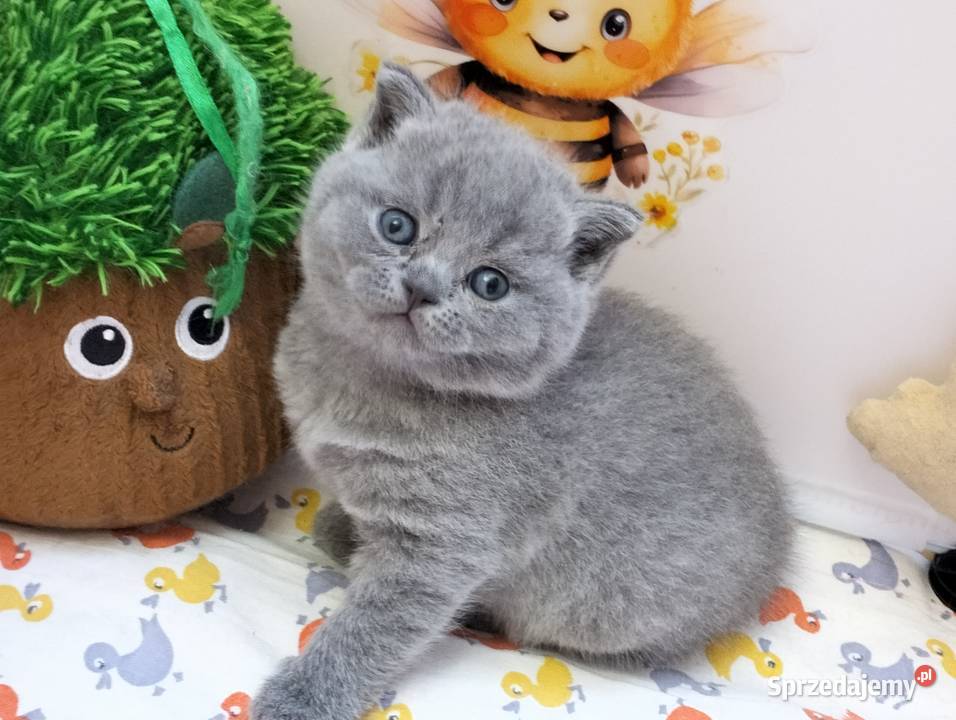 Uroczy kocurek Archie Rodowód Międzynarodowy Łódź