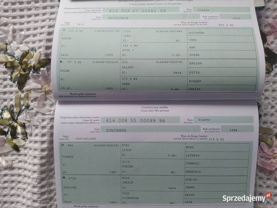 Klacz śląska źrebna Dzwonowice