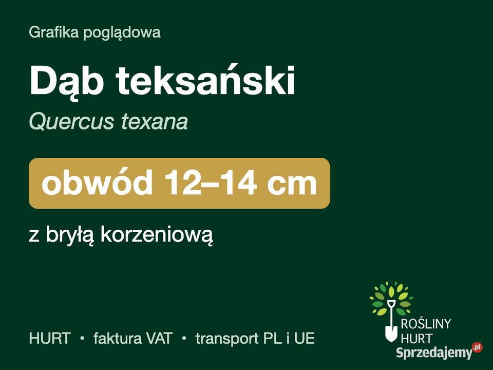 Dąb teksański Quercus texana obwód 1214 z bryłą