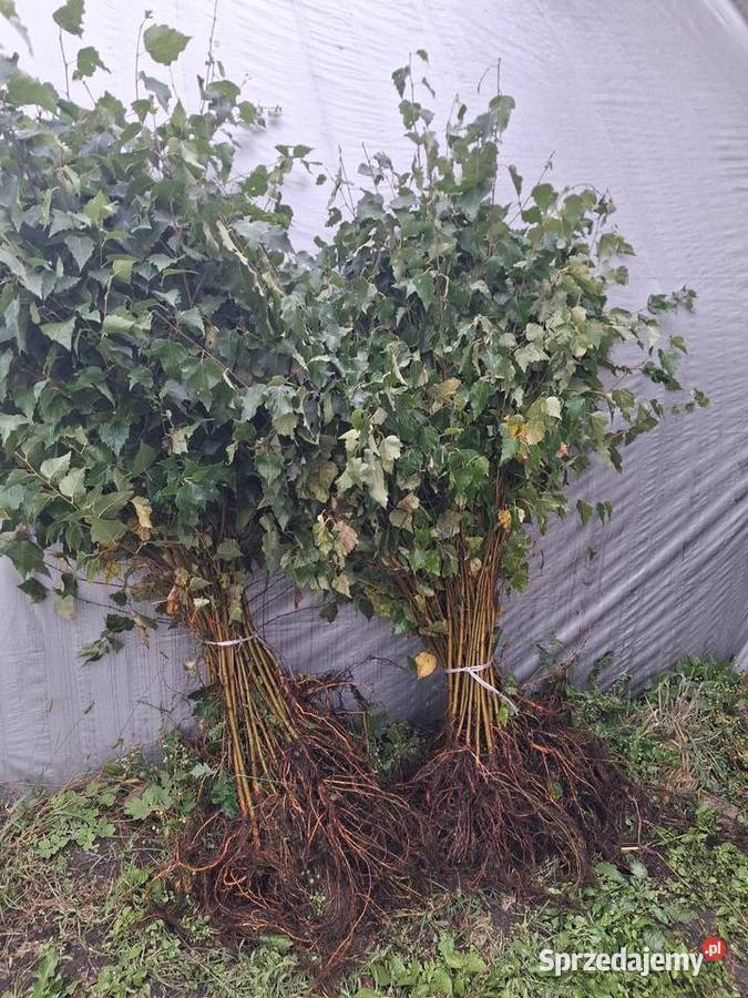 Brzoza pospolita 2 letnia sadzonki 5070 komplet łódzkie Opoczno