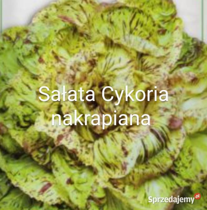 Cykoria główka znosi przymrozki nasiona Kraków