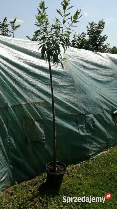 Chitala taszkinecka katalpa szczeiona na pniu w Puławy