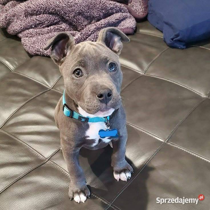 Piekne amstaffy Warszawa