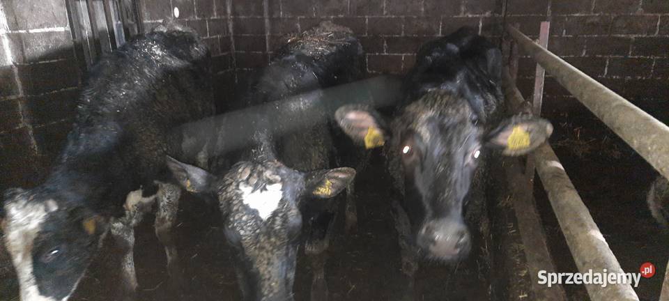 Jałówki cielne 3 Małusy Wielkie