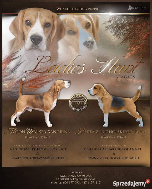 beagle szczenieta na sprzedaż Toruń