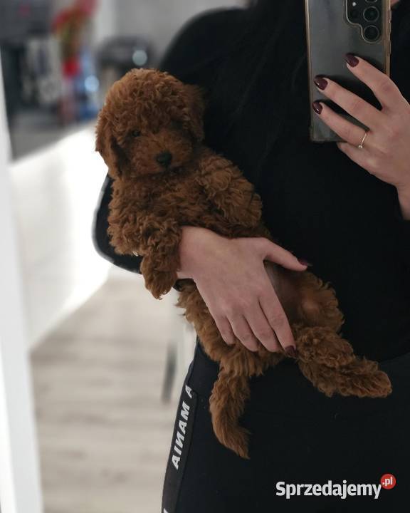 Piesek toy red brown Psy Zbrudzewo