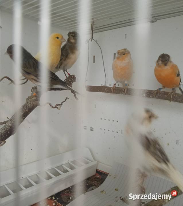 Sprzedam kanarki glostery arlekiny portugalskie Zielonka