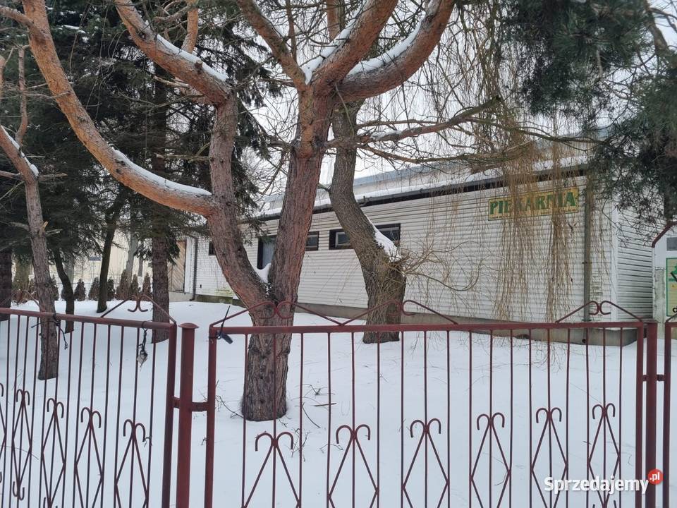 Lokal użytkowy wynajem Ilość pomieszczeń 7 Wynajem Serniki